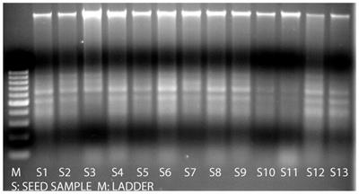 Seed quality improvement applications in black cumin seeds (Nigella sativa L.)